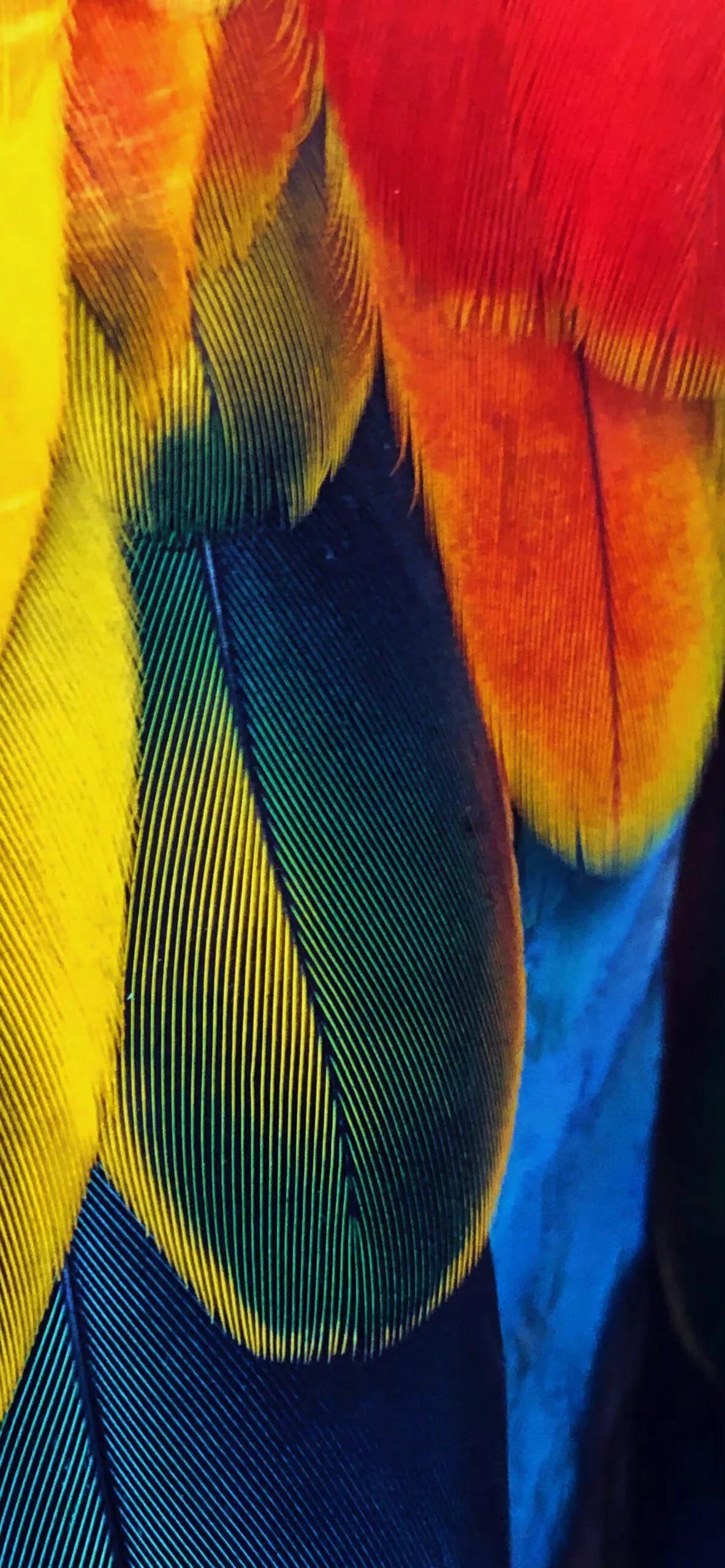 漂亮的羽毛手机壁纸,漂亮的羽毛壁纸手机超清