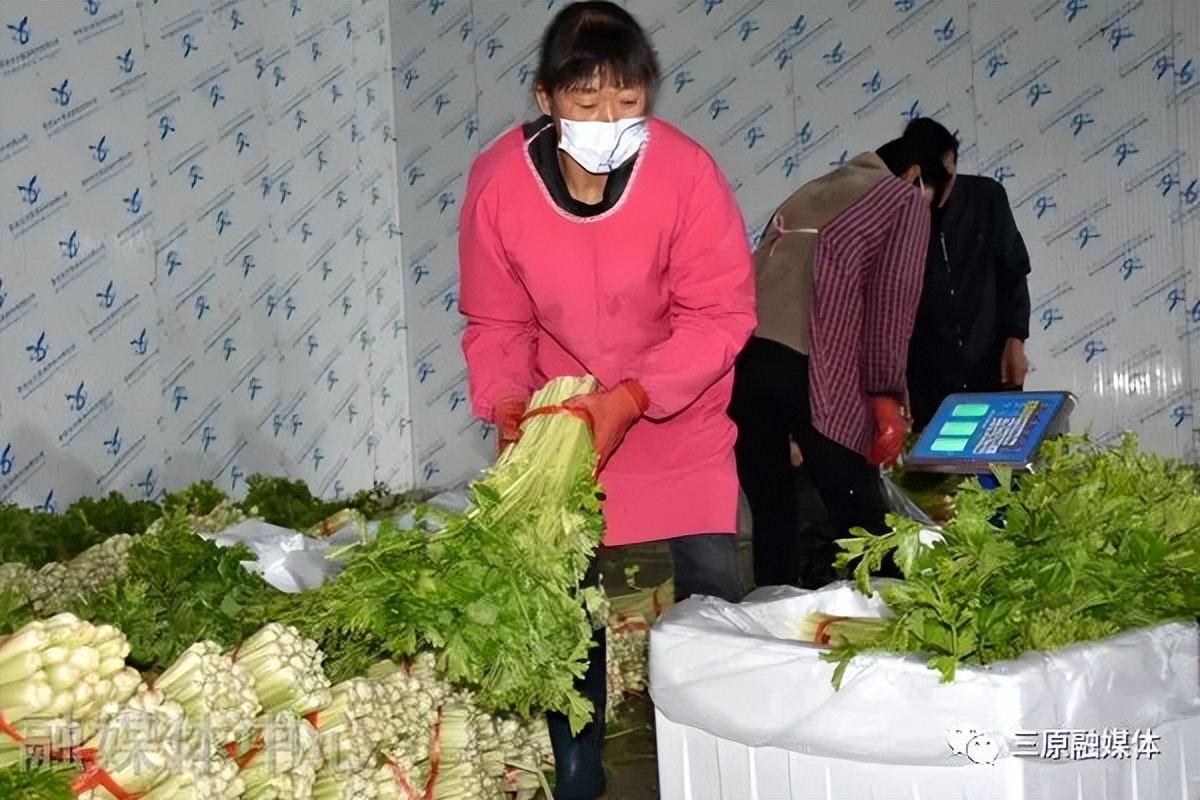 鲁桥镇:万亩陆地菜“蔬”写百姓好“钱”景