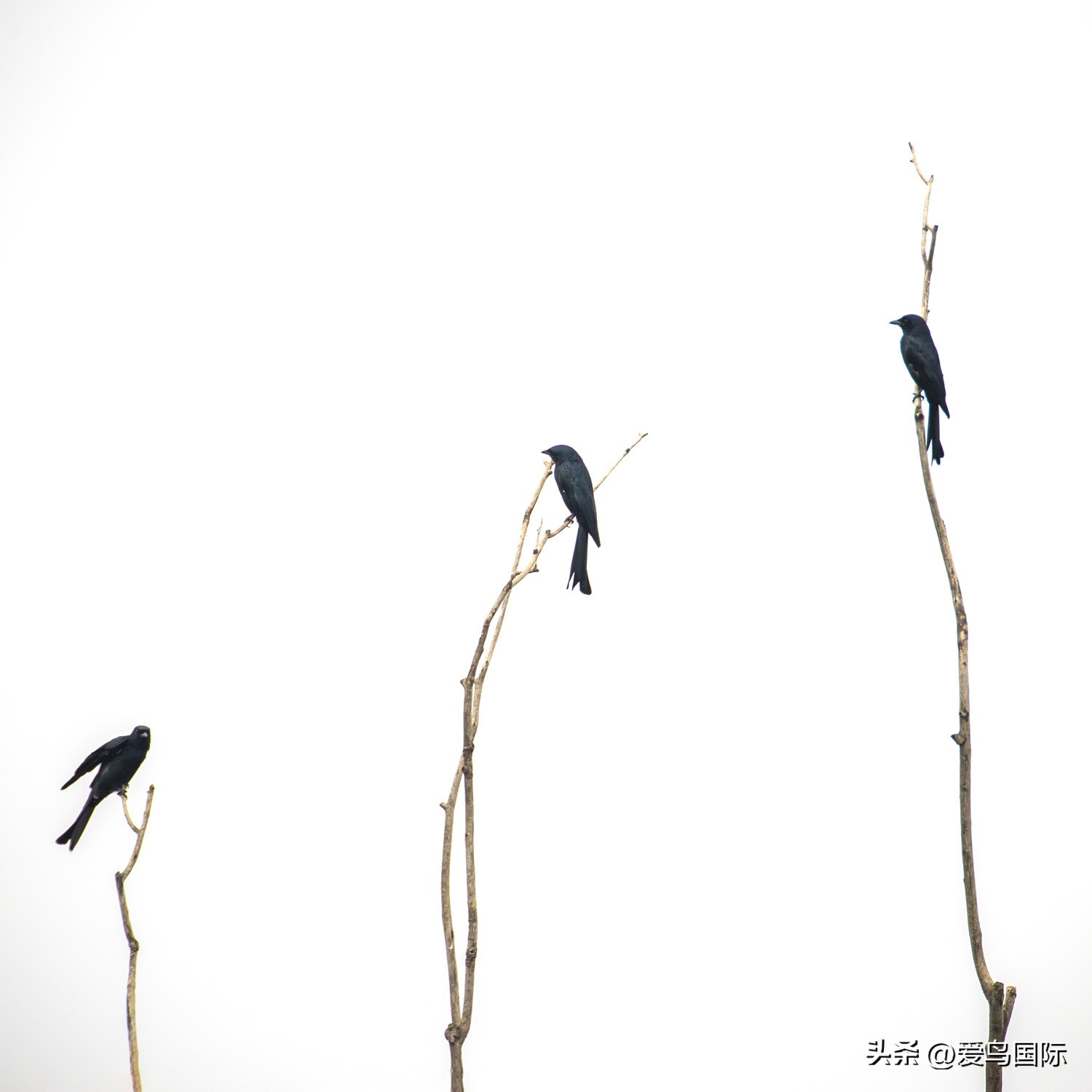 2024观鸟大年,观鸟大年介绍