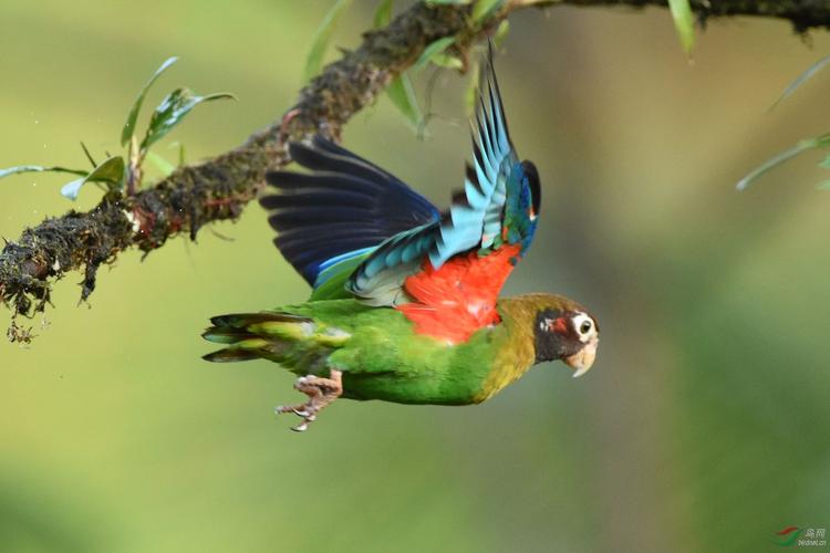 澳大利亚鹦鹉泛滥成灾,澳大利亚的鹦鹉泛滥