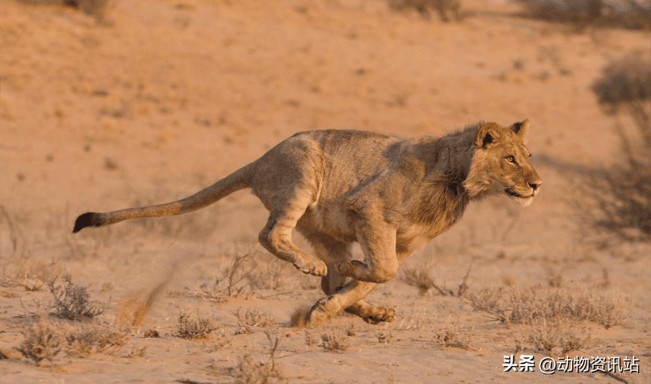 陆地动物界速度最快的动物排名,来自世界各地的动物