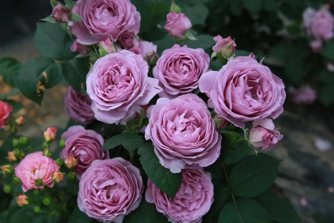 最值得养的大花微月,微月最耐寒好养的品种有哪些