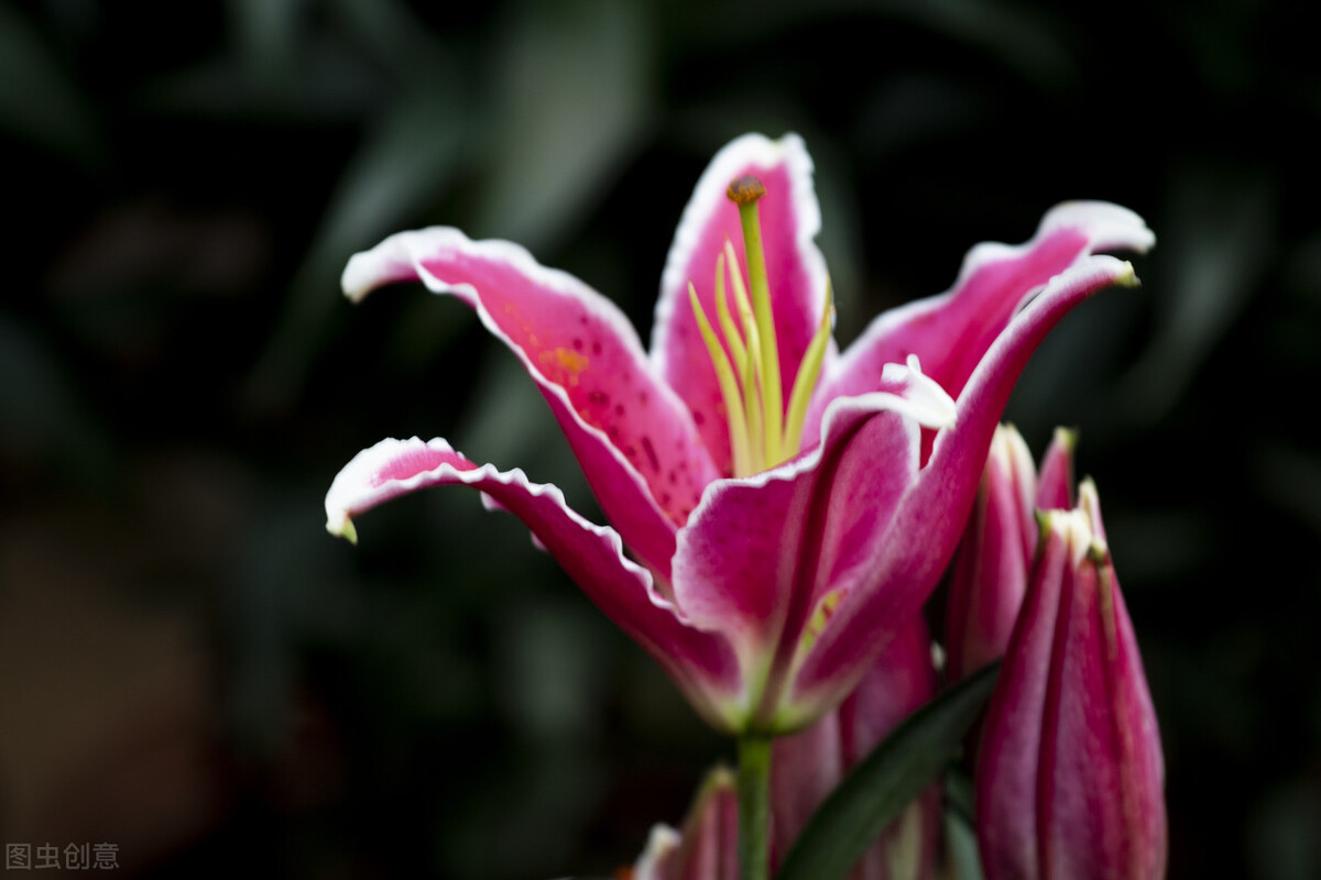 冬天香水百合种球怎样养护,香水百合冬天怎么样护理