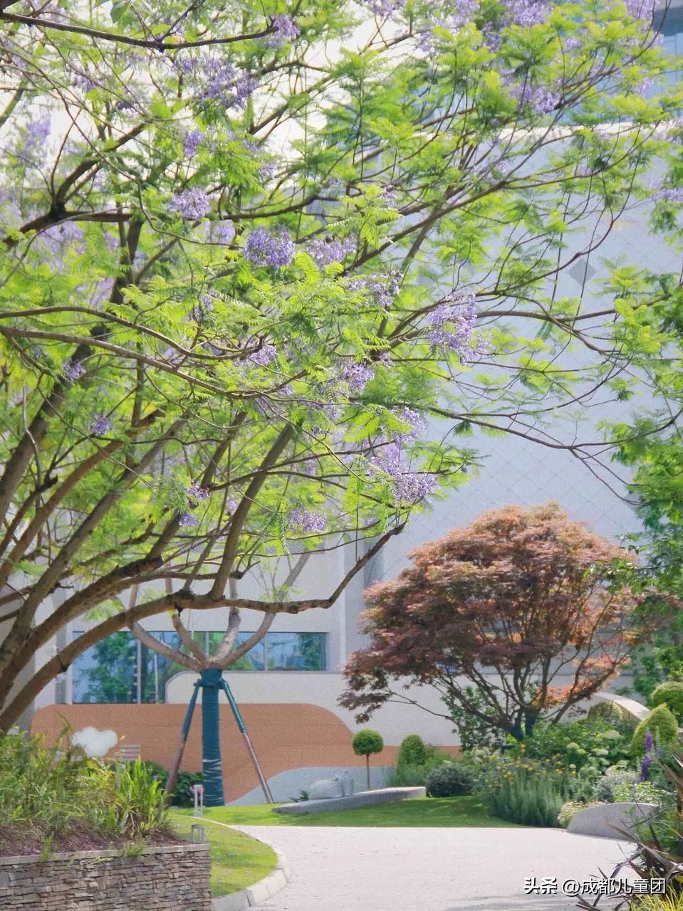 成都武晋路蓝花楹,昆明街头蓝花楹绽放成梦幻花海