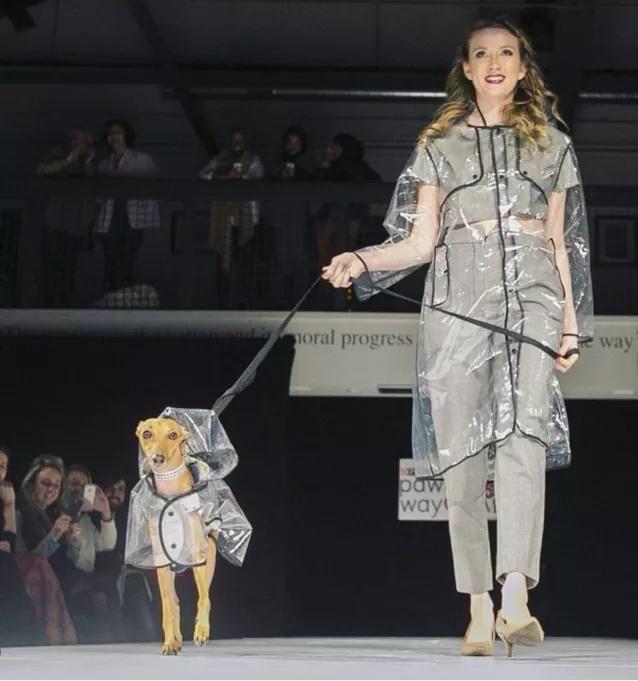 一只流浪狗被收留后成功的逆袭了,一只被遗弃狗狗的逆袭之路