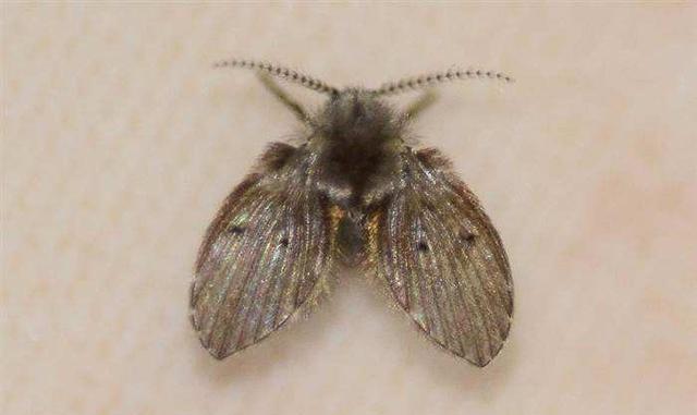 卫生间小飞虫蛾蚋的危害,卫生间小飞虫有多可怕