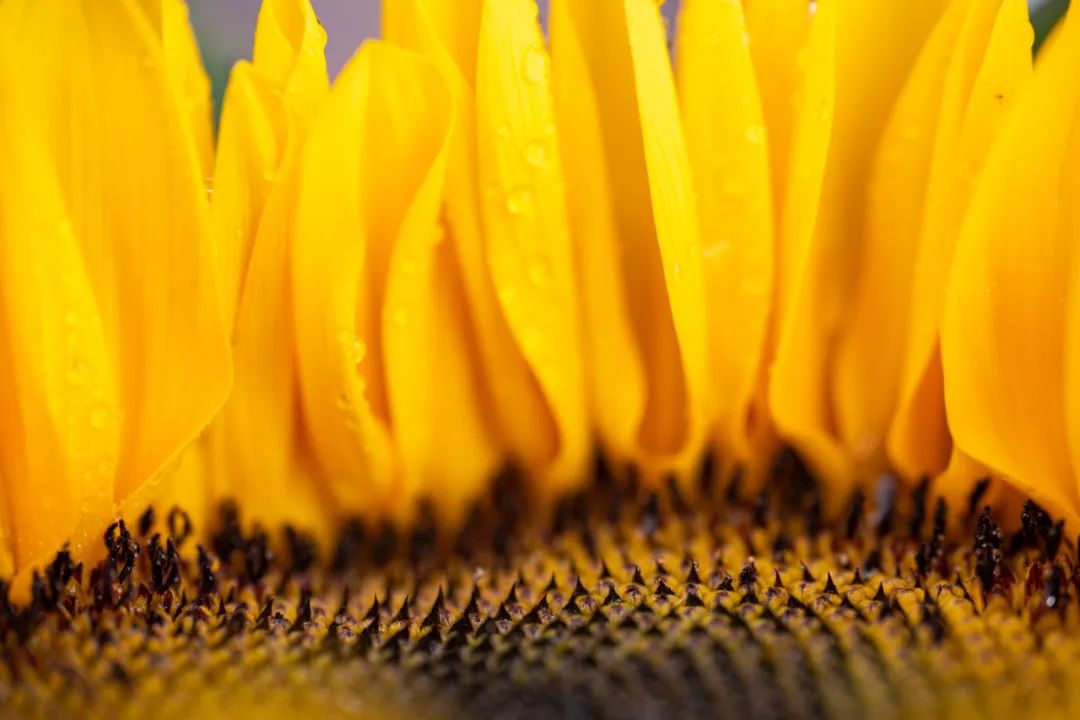 老蛙100mmf2.8微距的使用方法,老蛙100mm微距镜头实用测评