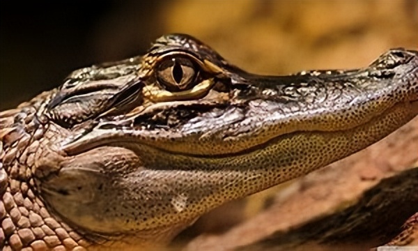 动物行为和生理功能的联系,动物行为与天气的关系