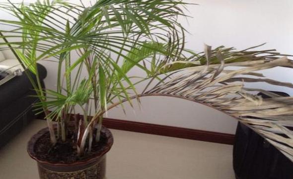 室内散尾葵上有尘土怎么办,家里的散尾葵为何黄叶