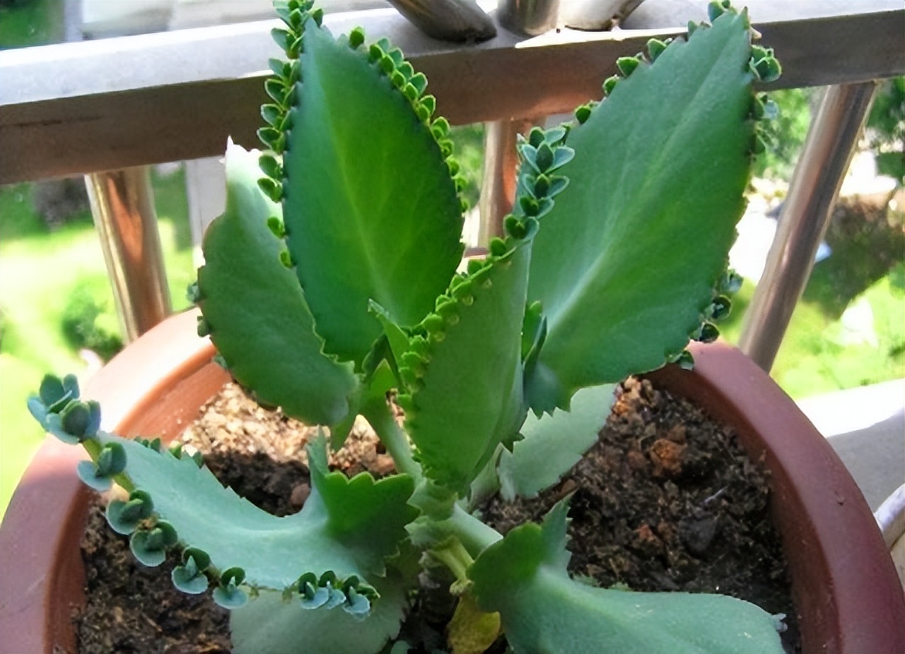 哪些花盆栽能吸甲醛呢图片,种什么盆栽能吸甲醛