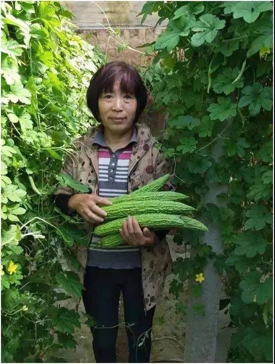 自然地亿利健让老棚重焕生机