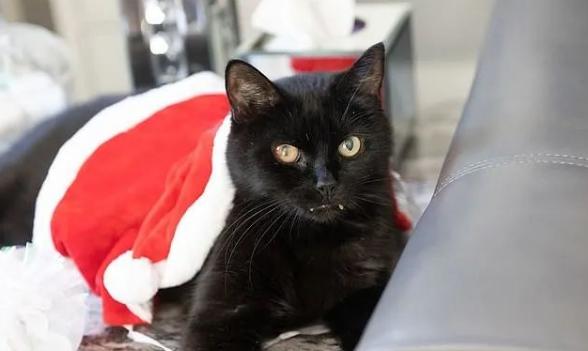 他们收养黑猫后，半年中了百万英镑？谁再说黑猫不吉利！