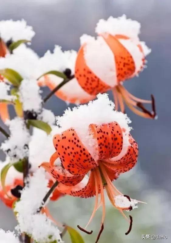 各种各样的鲜花尽情开放争芳斗艳,各种颜色的鲜花开得好美丽动人