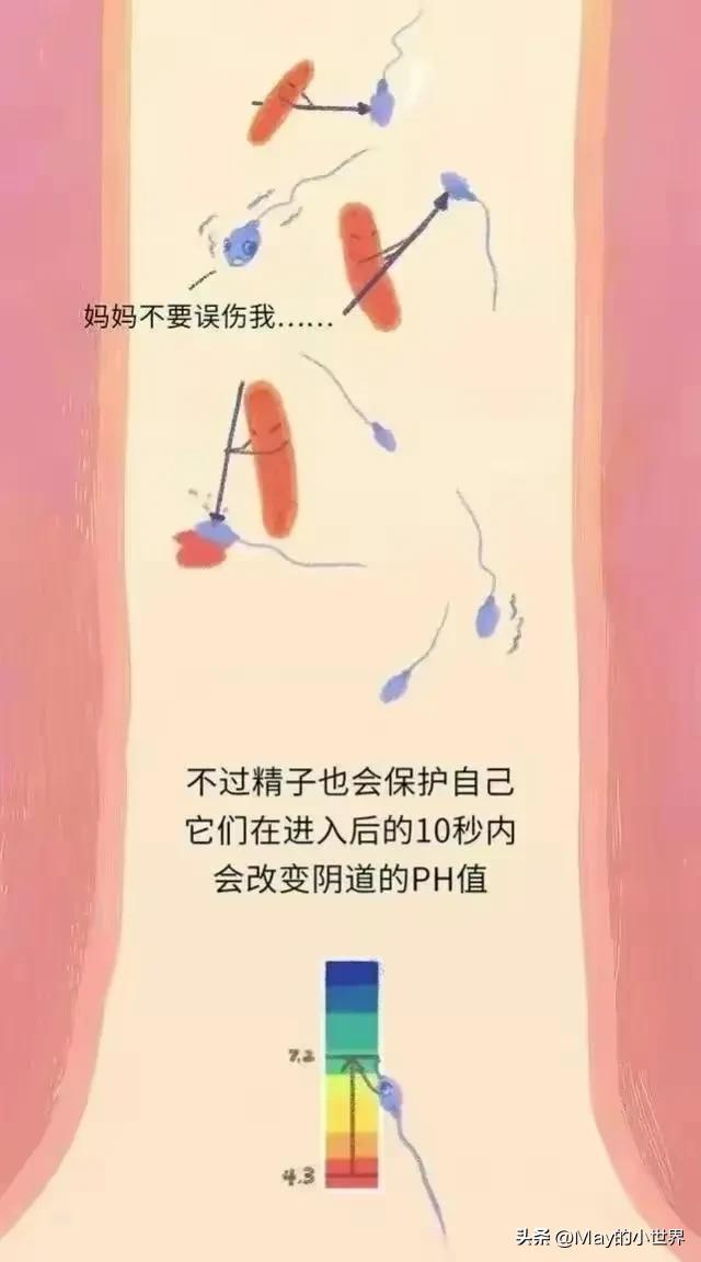 精子进入女性体内，会发生什么？