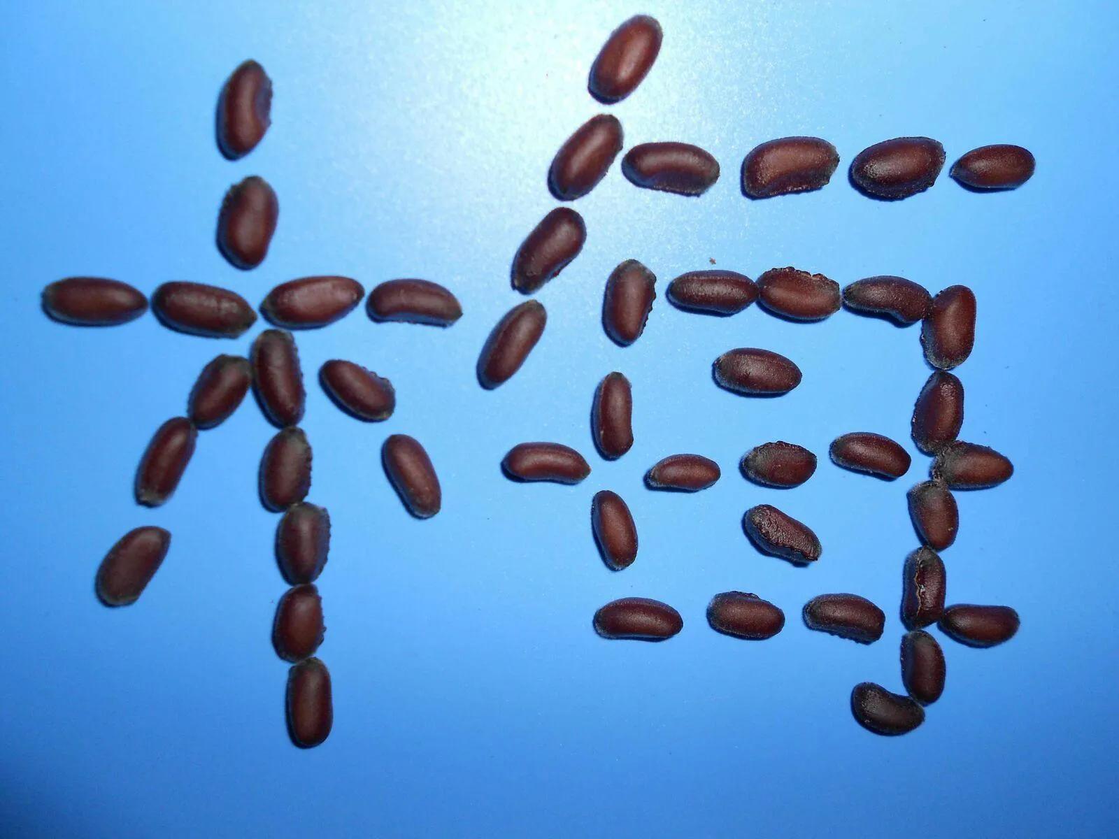 古诗中的梅花是腊梅吗,赞美腊梅与梅花的诗句