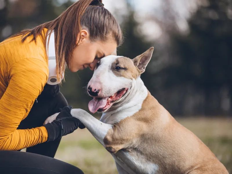 狗粮这么多你知道哪些是毒狗粮吗,如何判断狗粮是否真的假的