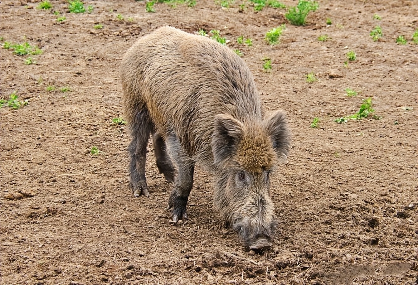 叫价10元1斤，杀一头净赚几千元！为何野猪泛滥还是控制不住？