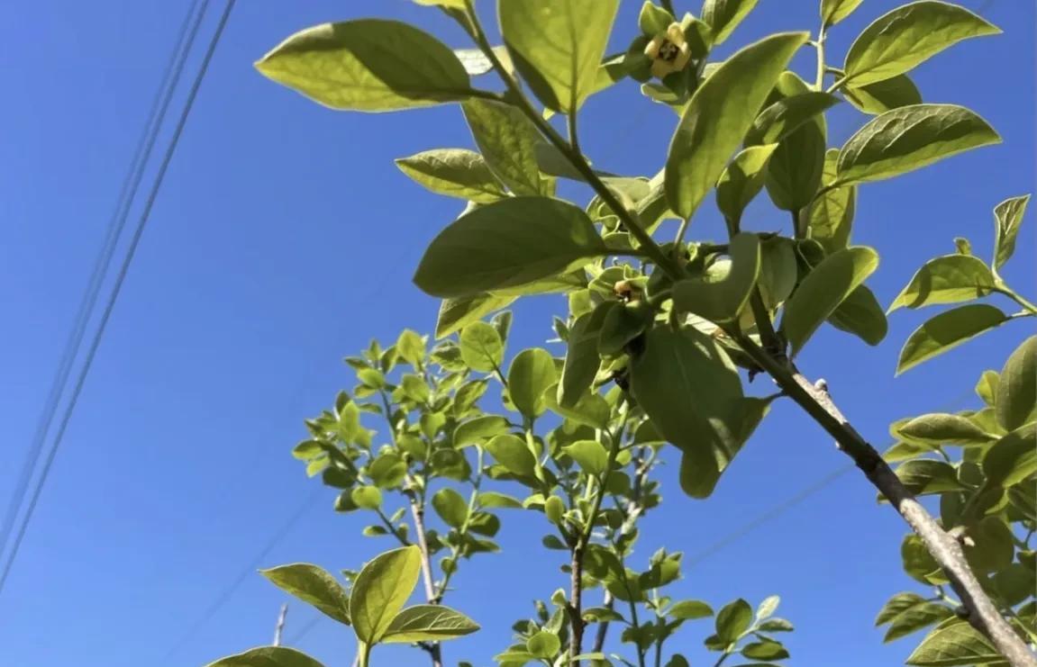 柿子生长期如何防落果,柿子九月份的病虫害管理