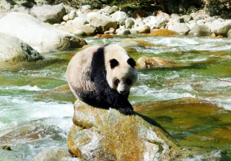 “竹子开花，马上搬家”，竹子开花难道真的是“大灾变”的前兆？