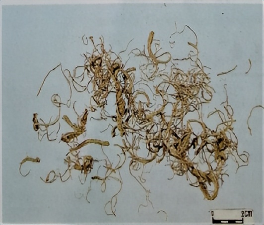 三七和金不换是一样的吗,金不换和三七是同一种中药吗