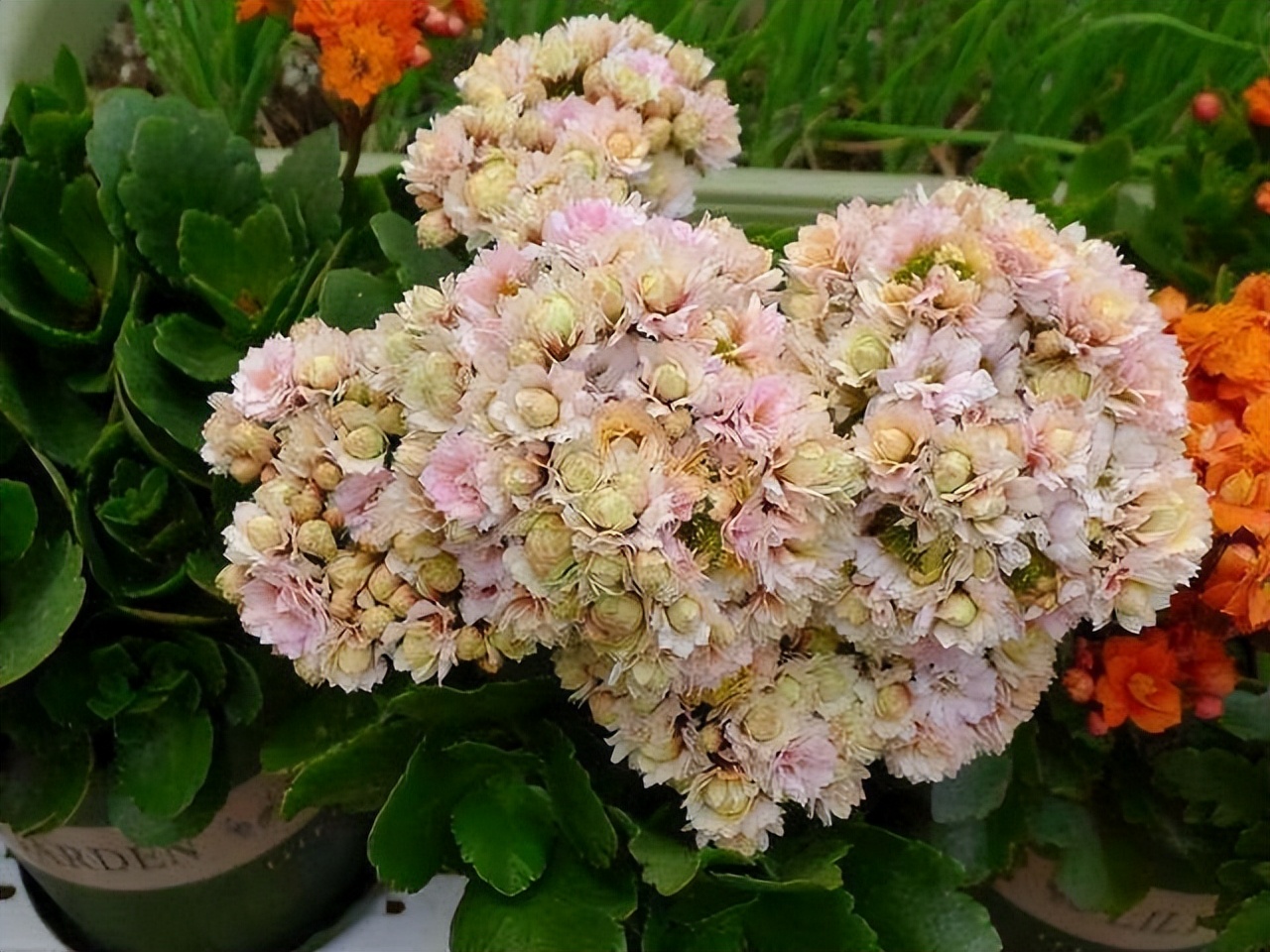 最旺家里的四种花,旺家旺财的8种花