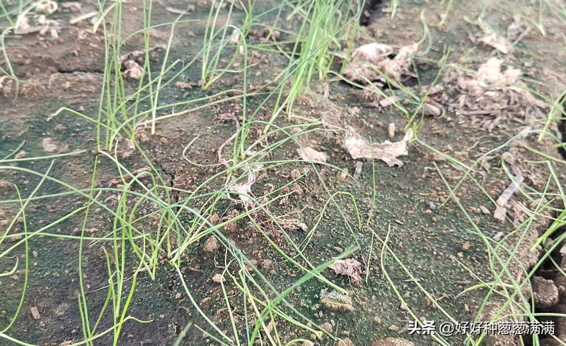 大葱为什么越来越难种,大葱移栽重茬种不种