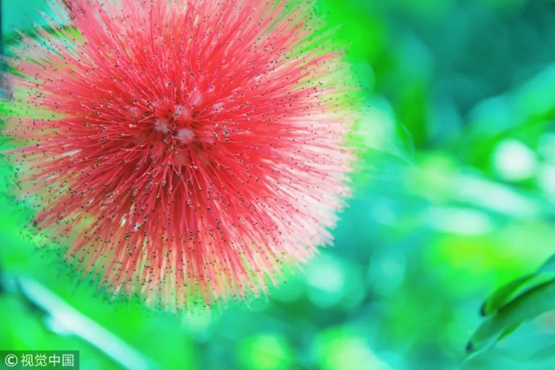 闀垮緱鍍忚冻鐞冧竴鏍风殑妞嶇墿,鍜岃冻鐞冩湁鍏崇殑妞嶇墿