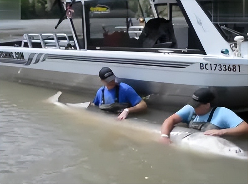 鱼子酱25万一小勺,顶级鱼子酱为什么这么贵