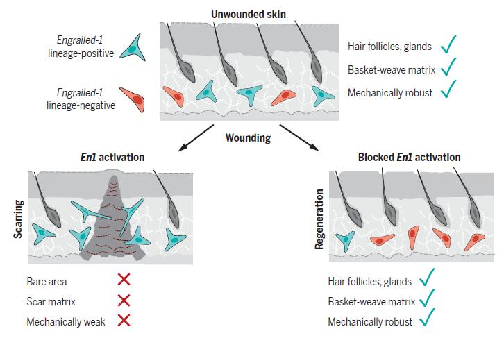 science镍钛,science钛合金