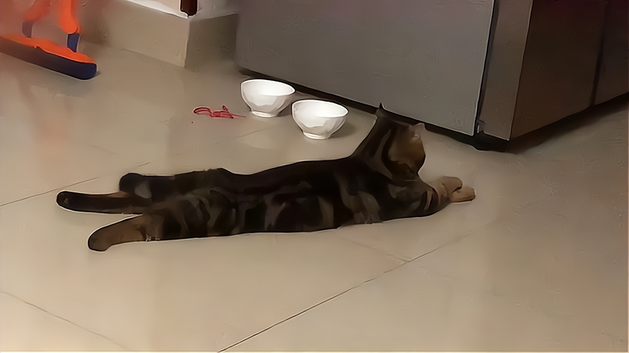 猫咪中暑的症状,猫咪中暑有什么表现