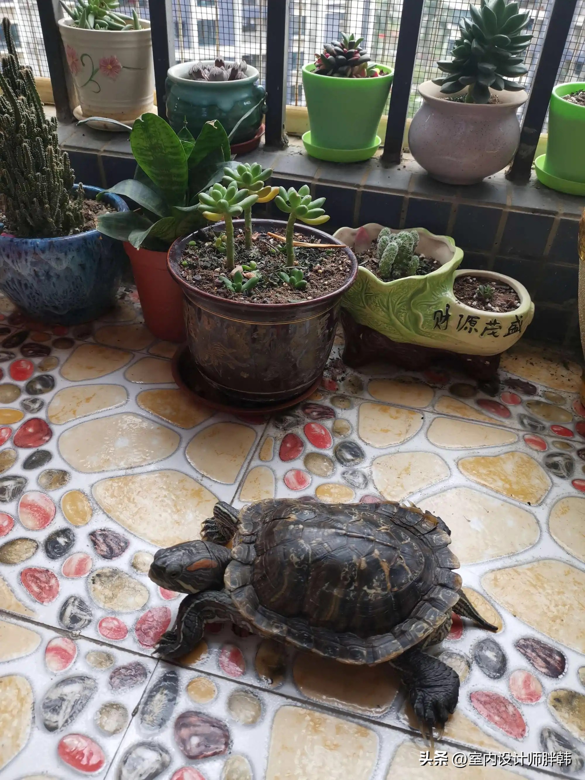 门前五树代表什么,五树进宅指的是哪五树