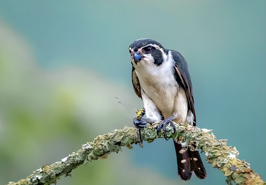 云南有红腿小隼吗,隼是不是最厉害的鸟