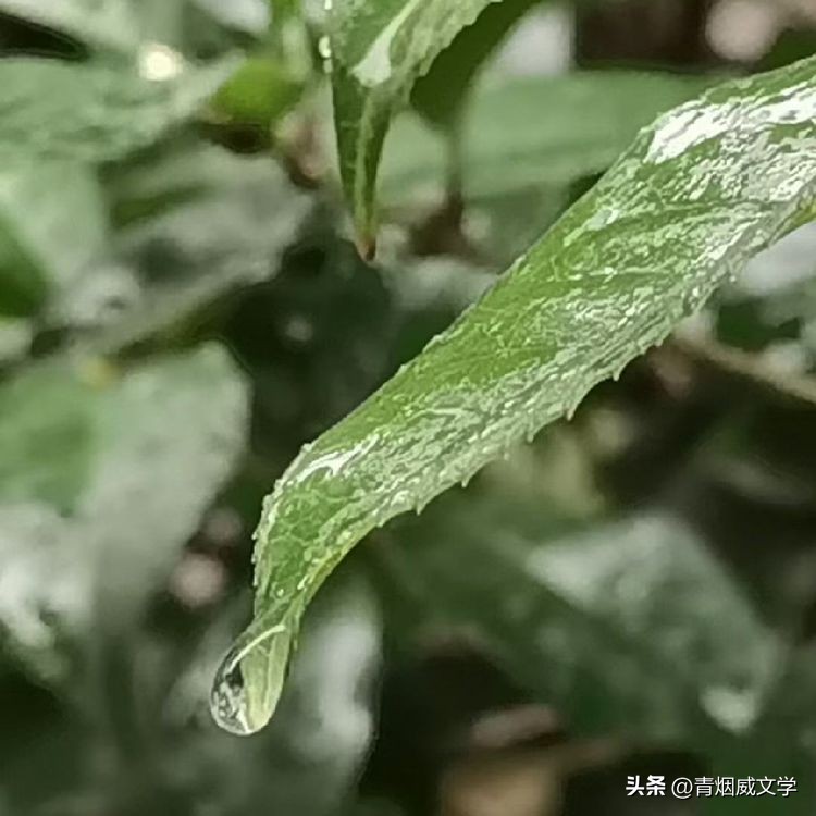 古城游景七律,写古城七律