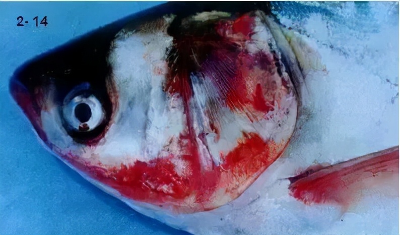 鱼出血病的防与治,鱼细菌性出血病什么原因