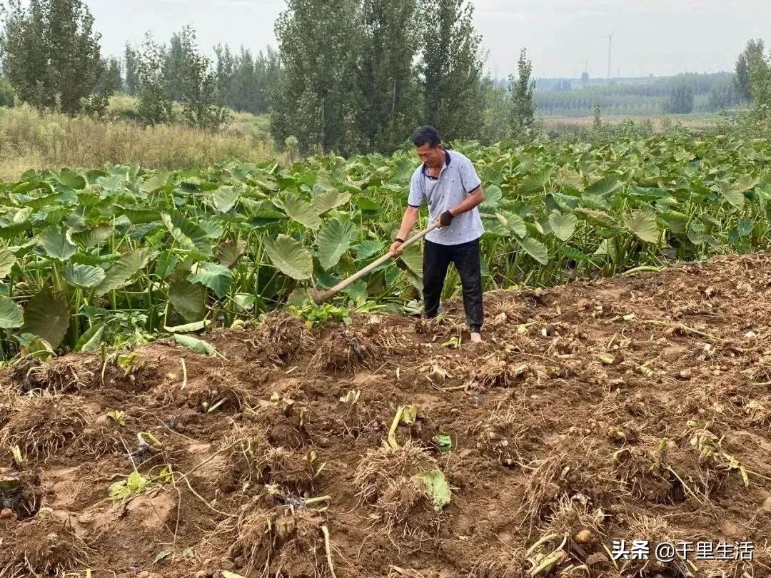 云南奶油芋头,云南芋头香又香