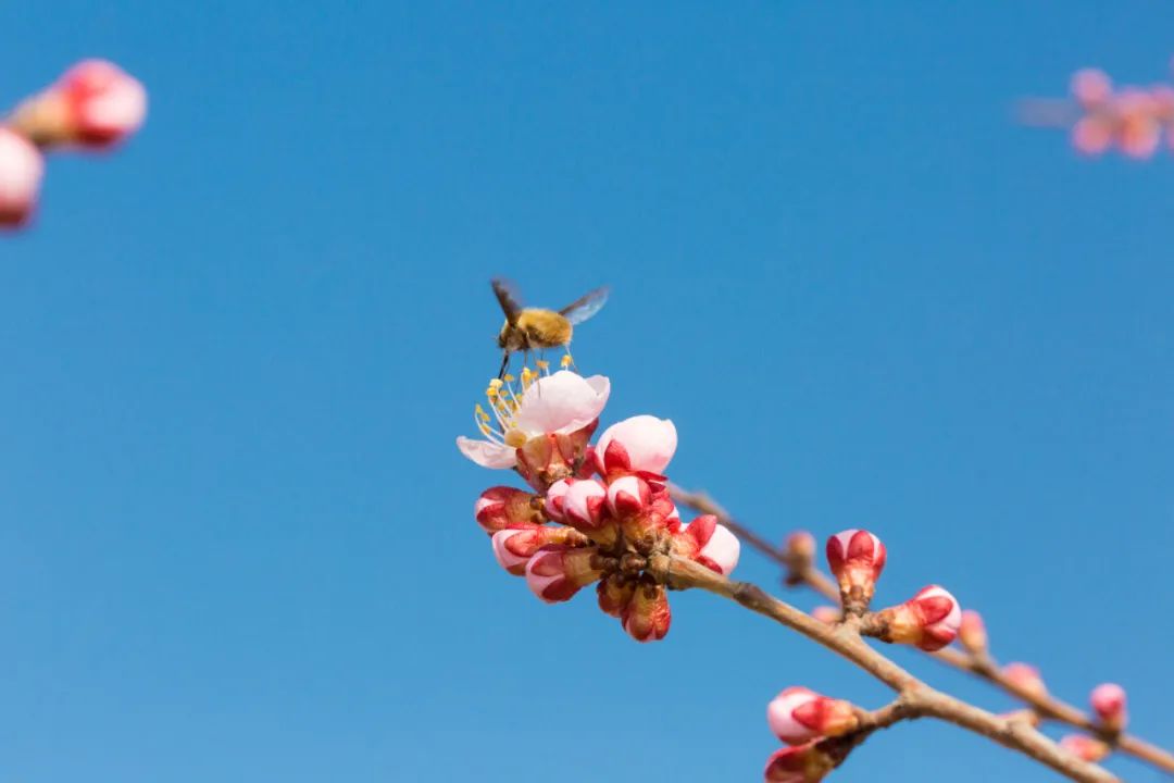 赏花最美的十首诗,最美赏花经典诗词