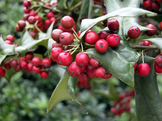 叶子像鹅掌，欧美国家称为“圣诞树”，用来做茶好处多，你可认识