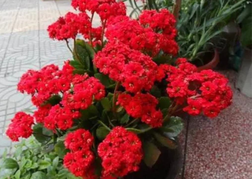 四种花旺财又养人,人养花花养人这15种花越养越干净