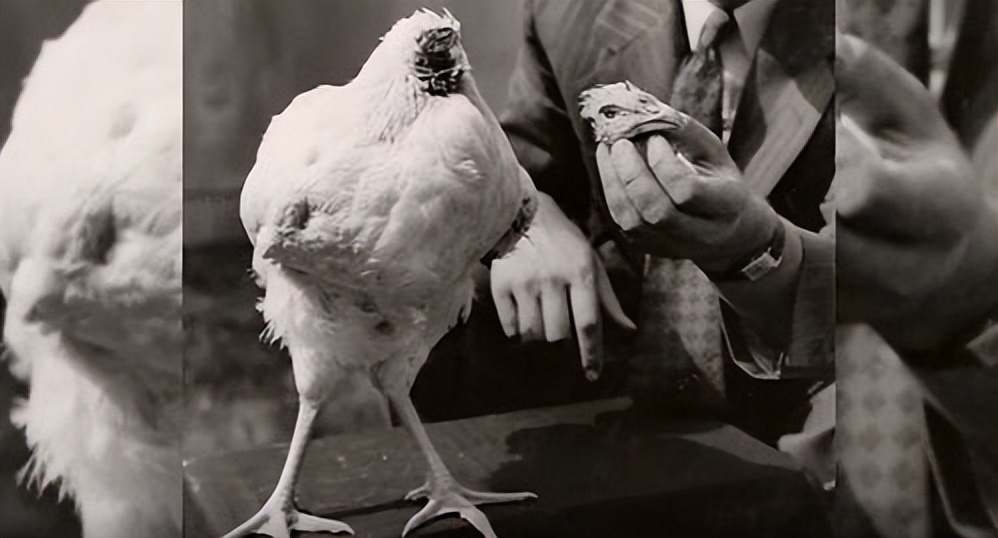 美国无头公鸡存活多久,美国无头鸡成功案例