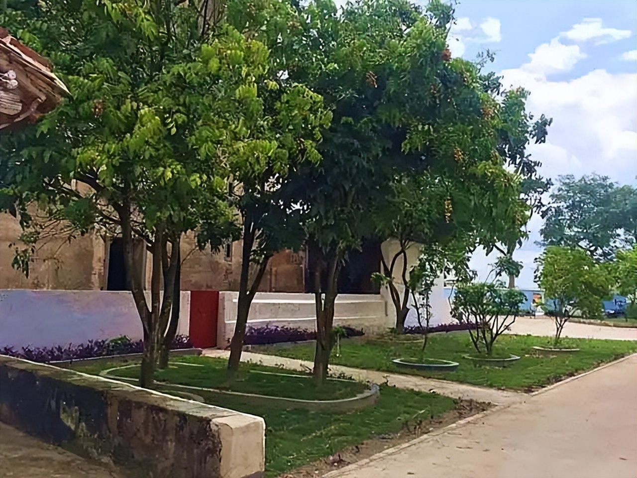 黄皮果树种两年不结果,黄皮苗没嫁接能结果吗