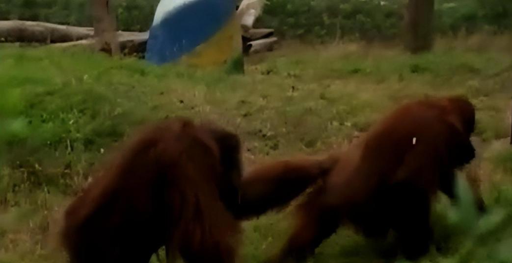 大猩猩减肥,红毛大猩猩减肥