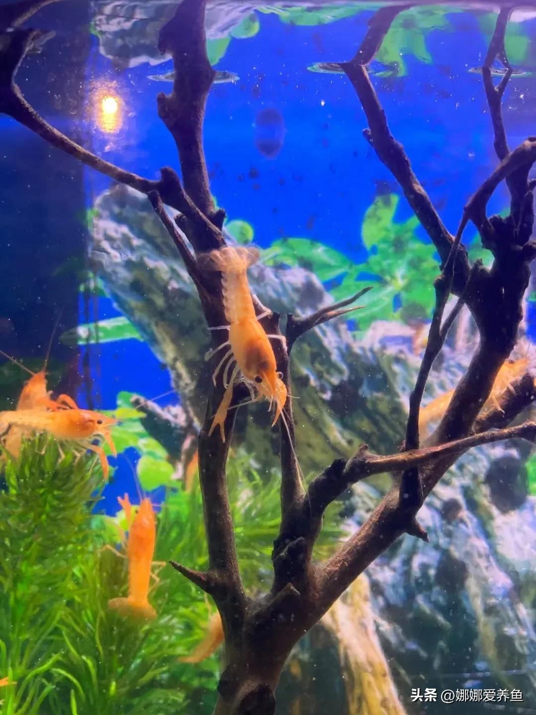 观赏鱼外寄治疗常用药,观赏鱼交叉感染常用药