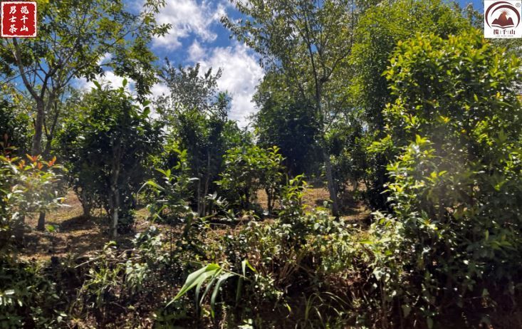 普洱市镇沅八大名茶,镇沅马邓茶去哪家买