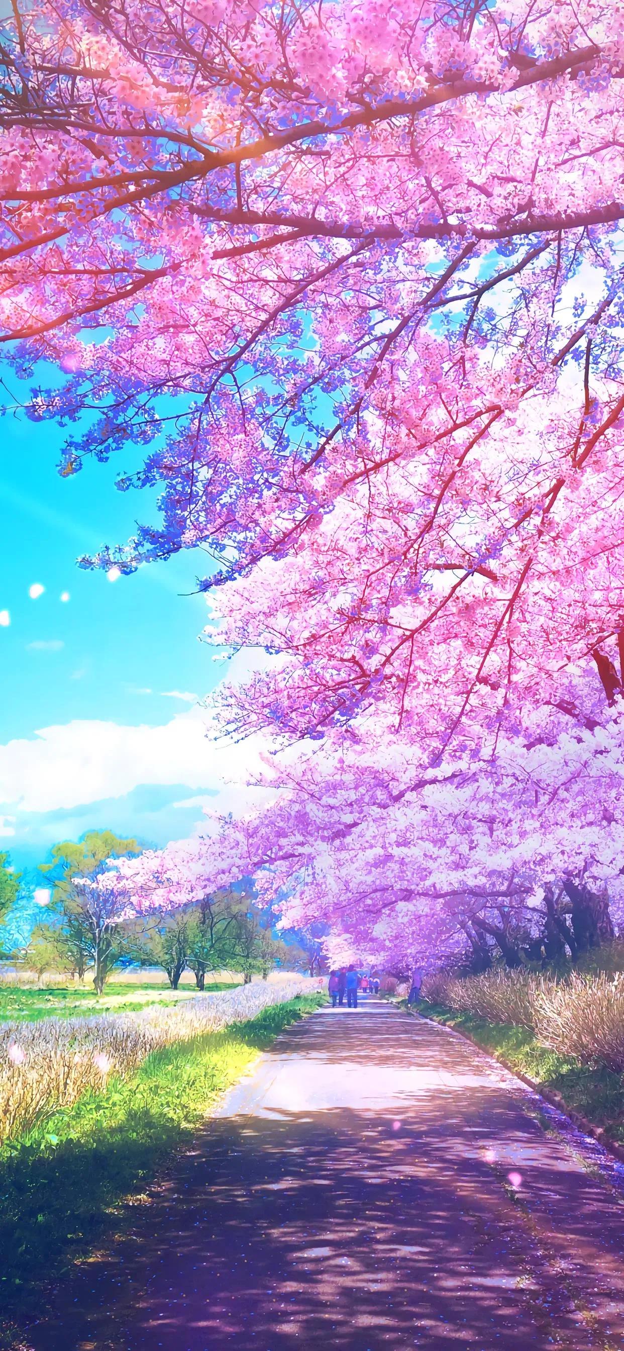 樱花手机壁纸花朵唯美高清,樱花手机壁纸图