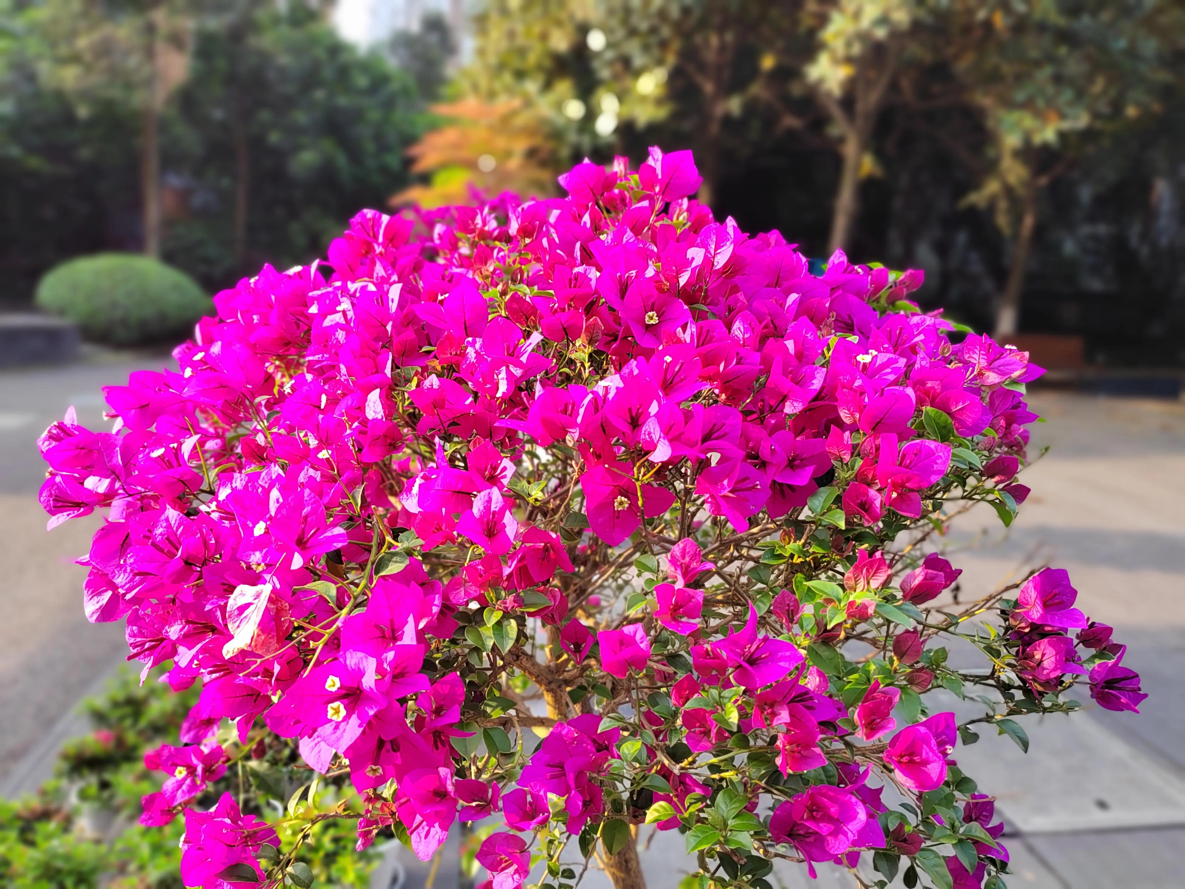 真正的自由不是肆意妄为,真正的自由不是任意放纵