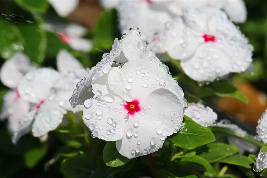 适合夏天养的7种花越晒开花越旺,夏天最能开的10种花越热越能开