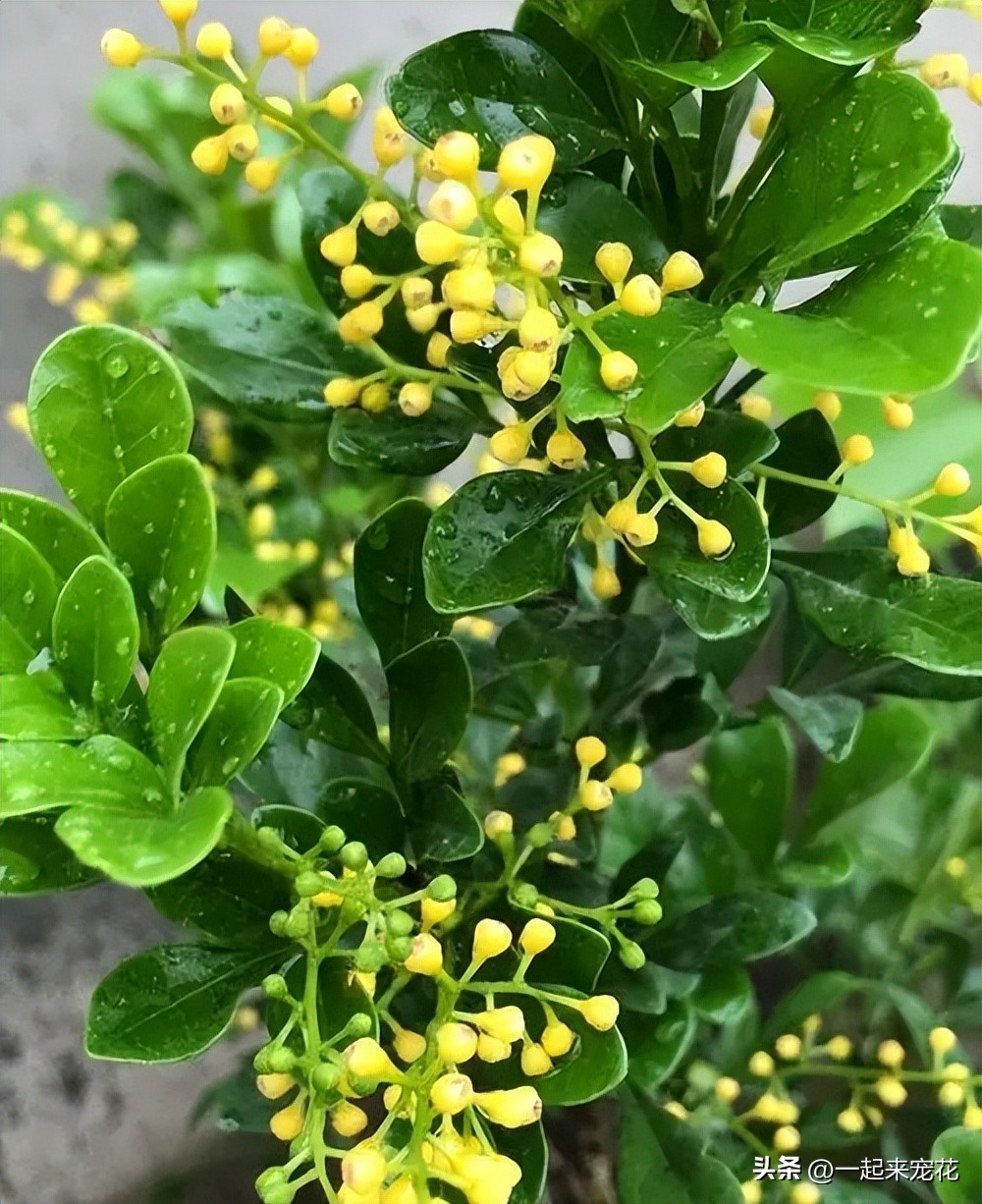 夏季花的修剪方法,哪些花春季修剪好养