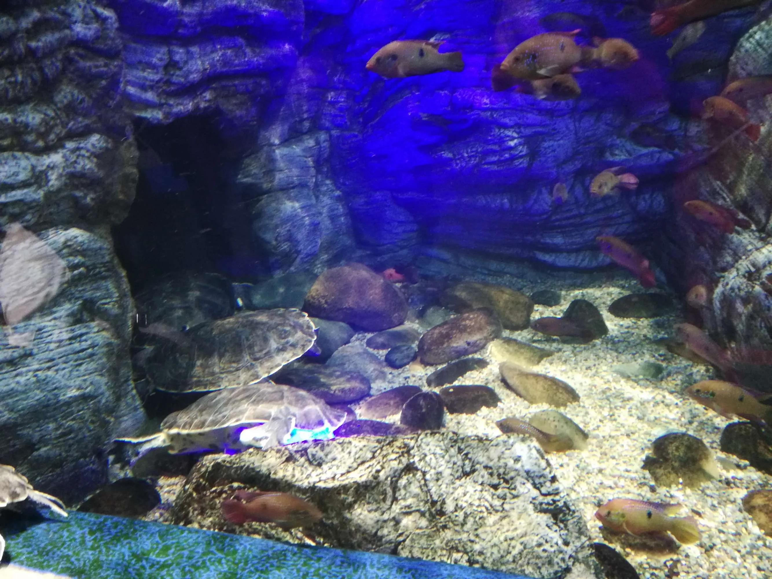 棣栧皵娓歌浣滄枃鐐硅瘎,棣栧皵娓歌涔嬩簩