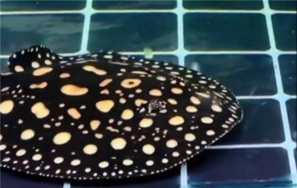 男子被魔鬼鱼毒刺扎,男子被魔鬼鱼蜇伤