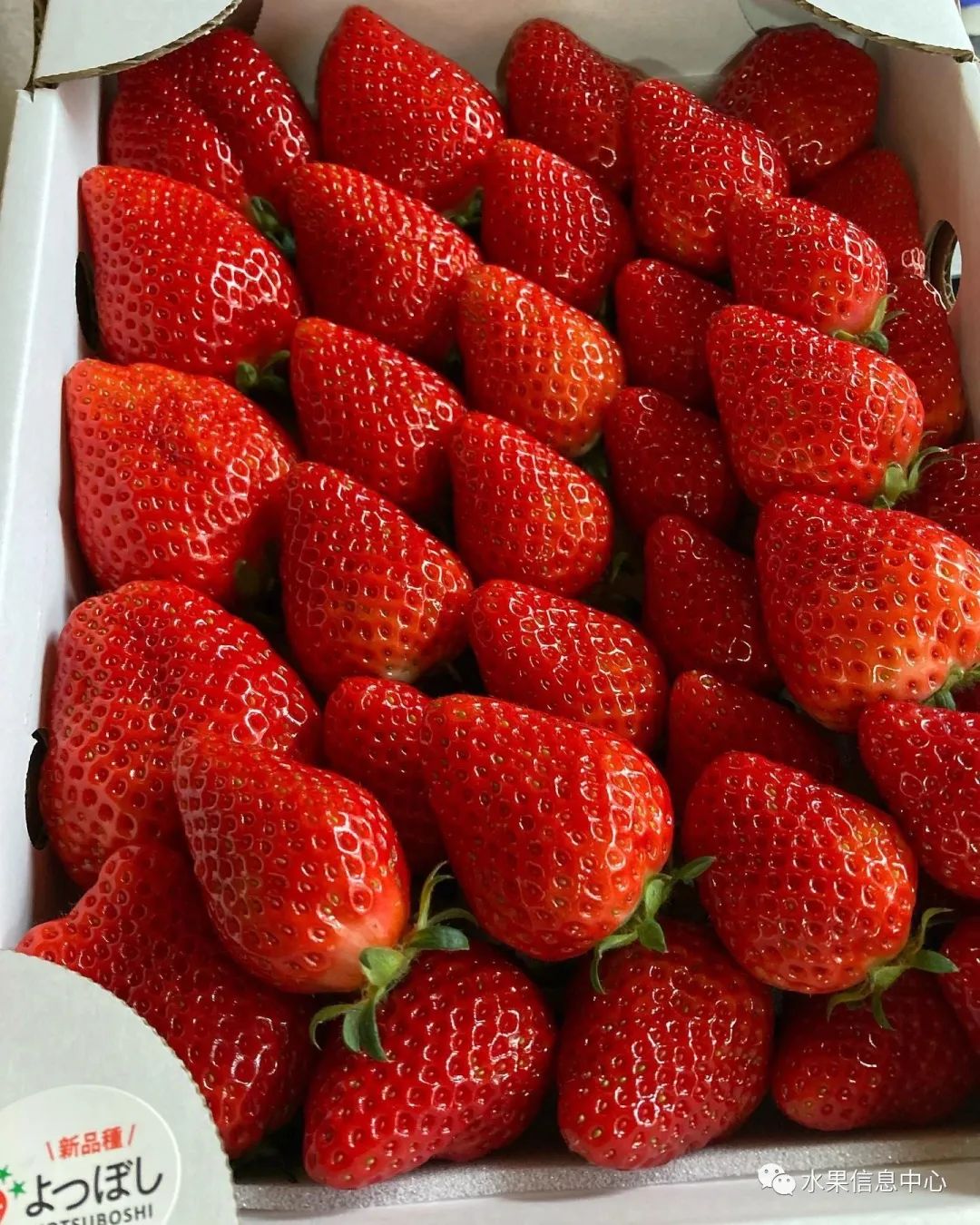 日本草莓评选大赛,排名第一的草莓品种是什么?